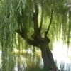 Weeping Willow Tree Cuttings - Easy Starts 8-12"