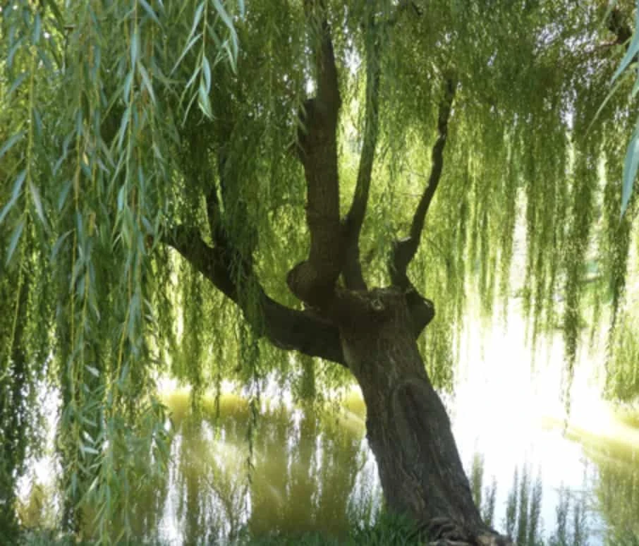 Weeping Willow Tree Cuttings - Easy Starts 8-12"