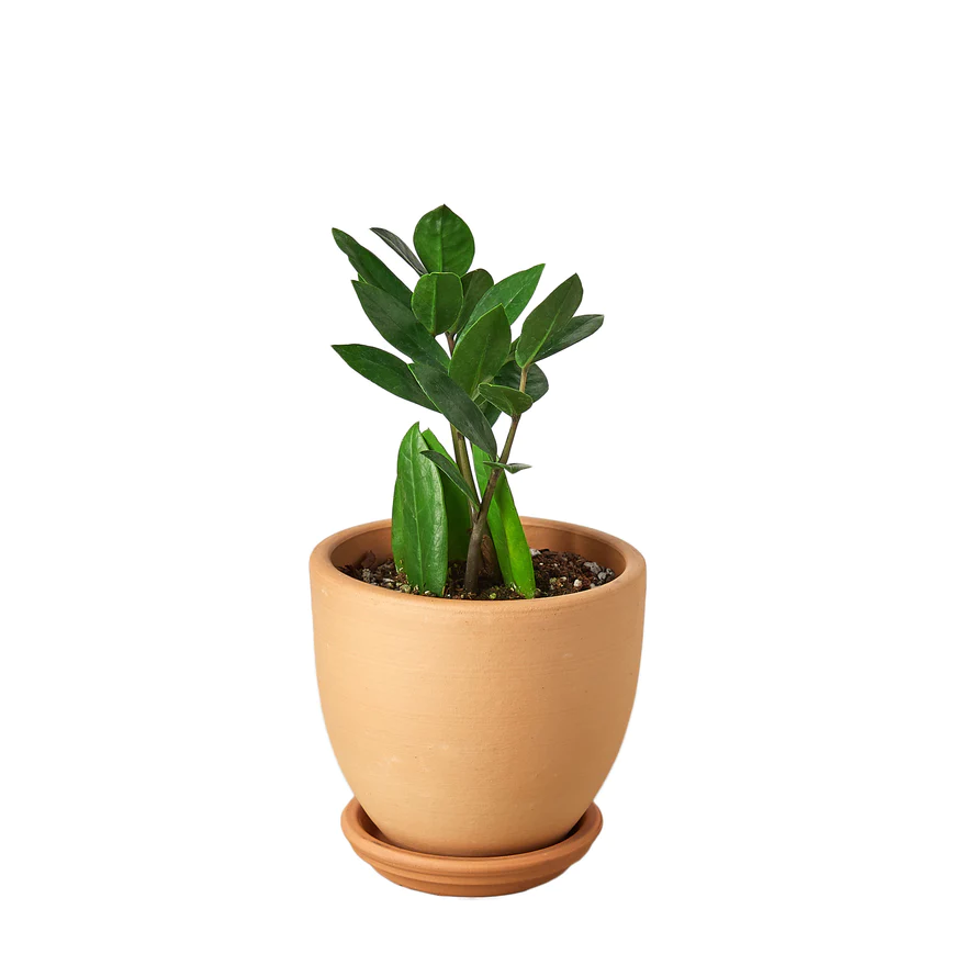ZZ Plant | Zamioculcas Zamiifolia ZZ | Exotic Houseplant - Image 3
