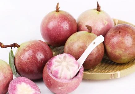 Star Apple Chrysophyllum Cainito Tree. 3 Years Old. Grafted. - Image 2