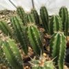 Stenocereus Fimbriatus (Cuba)