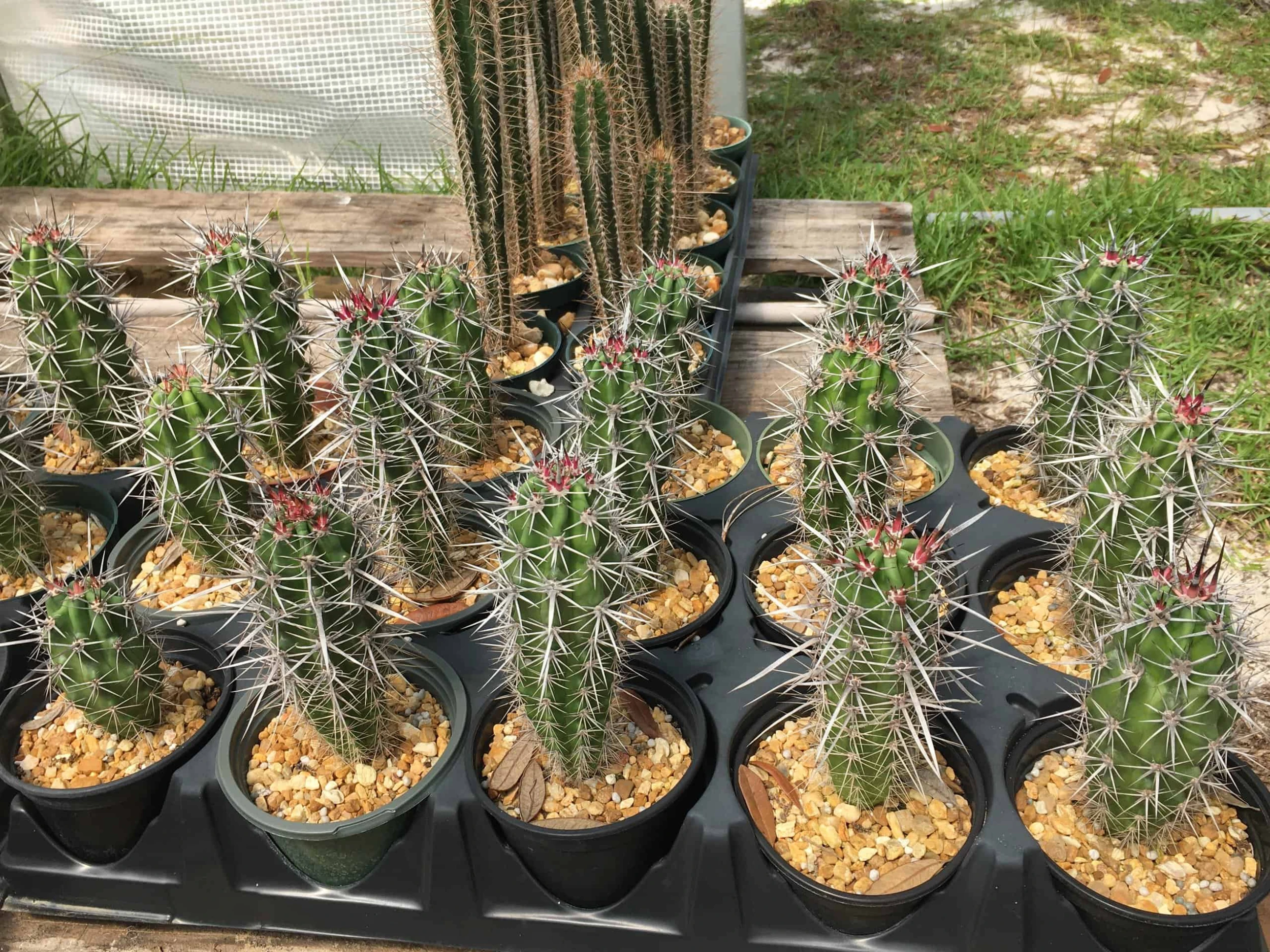 Stenocereus Gummosus - Image 3