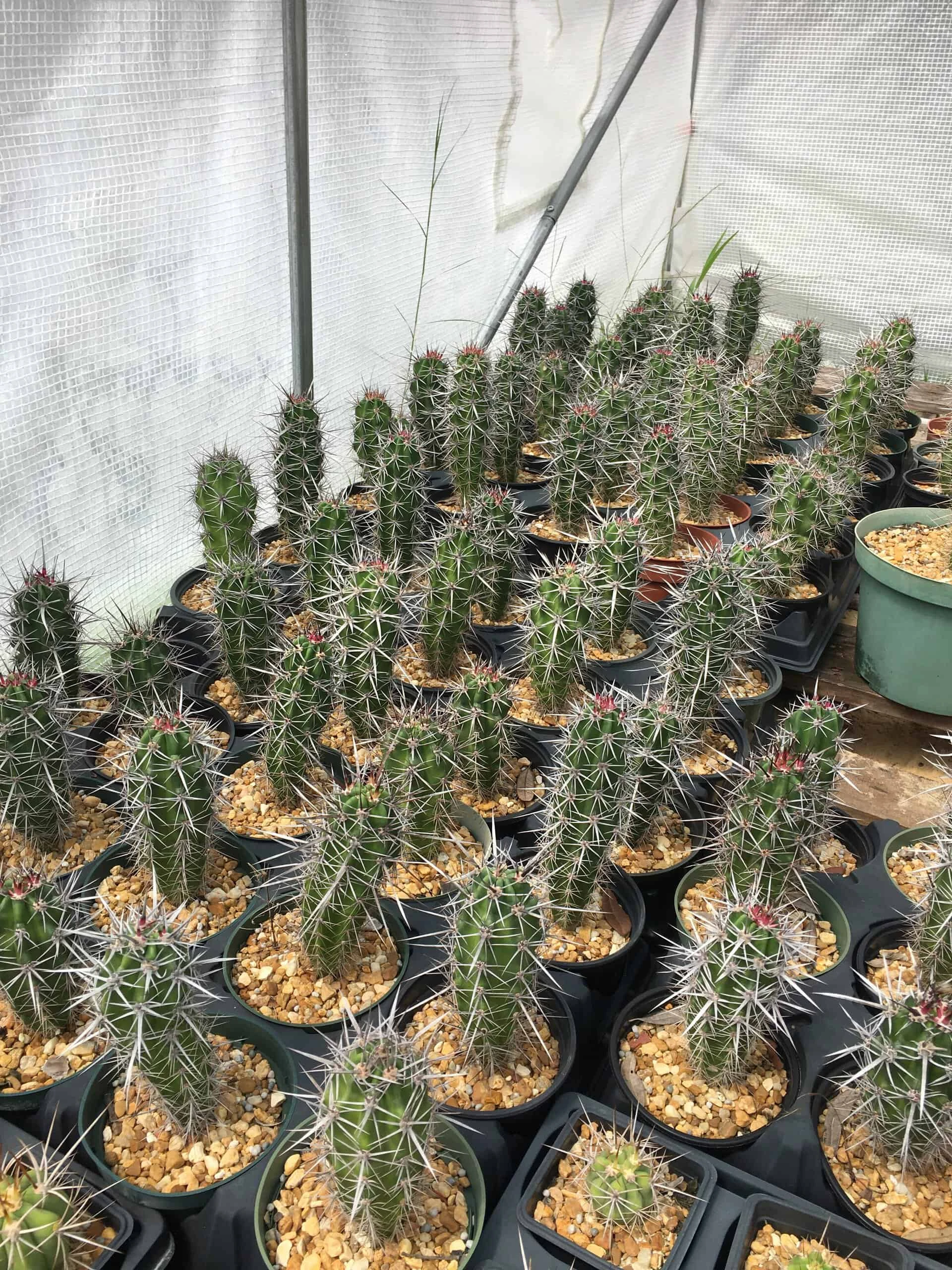 Stenocereus Gummosus