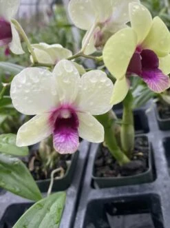 Dendrobium New Burana Comes In 4" Pot