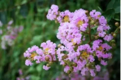2 Crape Myrtle Muskogee | Lagerstroemia Indica