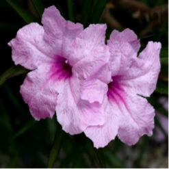 2 Wild Petunia | Carlo`s Plant Farm