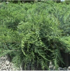 6 Parson Juniper | Carlo`s Plant Farm