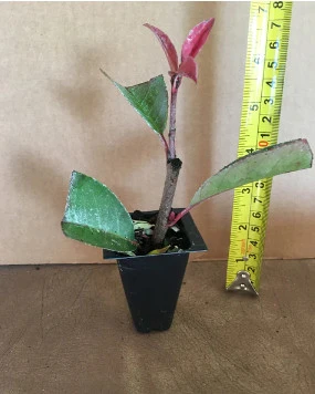 6 Photinia Red Tip | Carlo`s Plant Farm - Image 2
