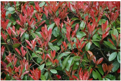 6 Photinia Red Tip | Carlo`s Plant Farm