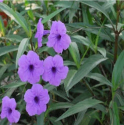 6 Purpose Showers | Carlo`s Plant Farm