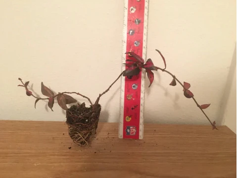 6 Summer Sunset Jasmine | Carlo`s Plant Farm - Image 2