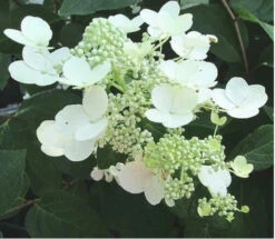 Chantilly Lace 'Paniculata' Hydrangea Shrub | Carlo`s Plant Farm