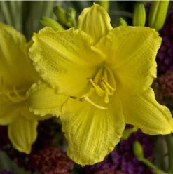 Happy Return Daylily | Carlo`s Plant Farm