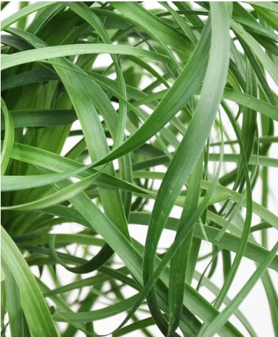 Ponytail Palm - 4 Inch Pot | Carlo`s Plant Farm