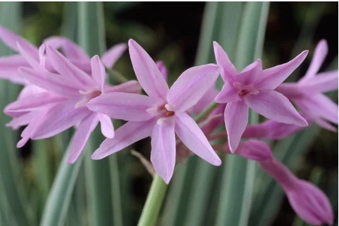 Society Garlic | Carlo`s Plant Farm
