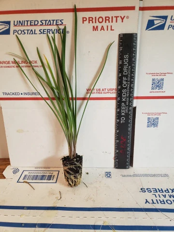 Society Garlic | Carlo`s Plant Farm - Image 2