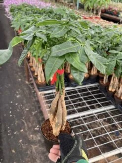 Cactiandexotica Pachira Aquatica | Money Tree