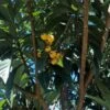 10 LOQUAT SEEDS