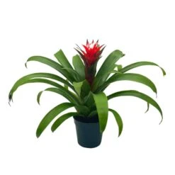 Red Bromeliad, 4 Inch, Guzmania Monostachia