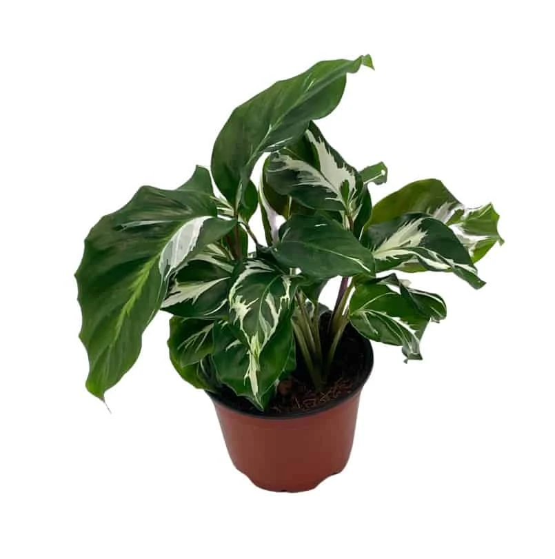 Calathea White Fusion, 4 Inch, Rare Variegated Prayer Plant, Cathedral Plant, Green And White