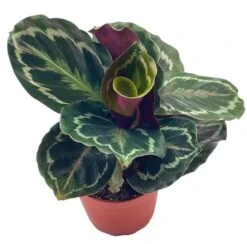 Calathea Roseopicta, 4 Inch, Regel Rose, Rabbit Ear Prayer Plant