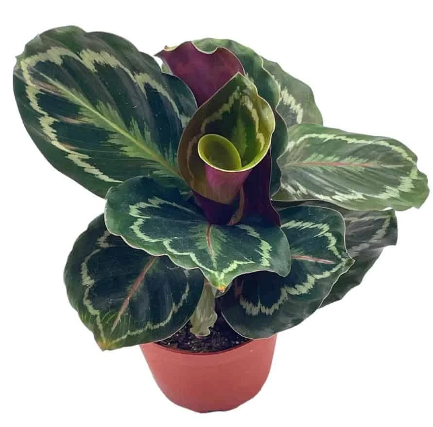 Calathea Roseopicta, 4 Inch, Regel Rose, Rabbit Ear Prayer Plant