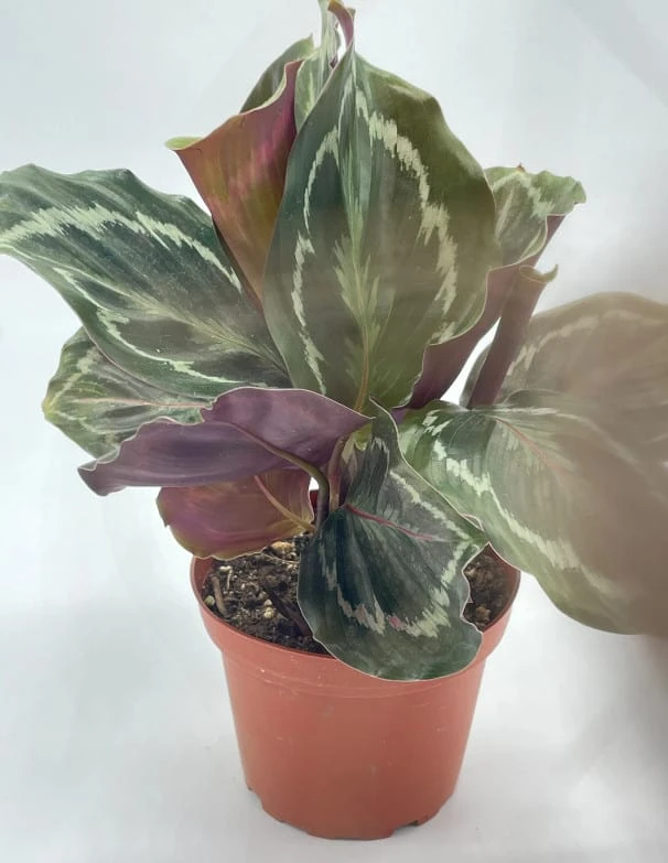 Calathea Roseopicta, 4 Inch, Regel Rose, Rabbit Ear Prayer Plant - Image 2