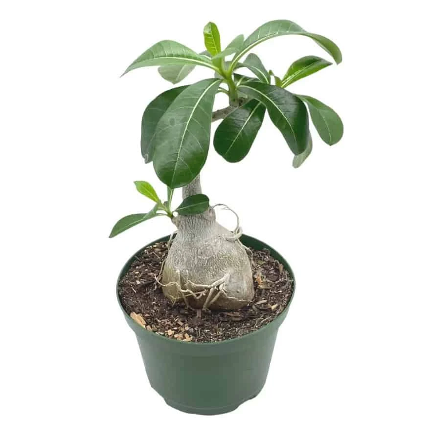 Desert Rose, 6 Inch Pot, Adenium Obesum, Very Round Pot Belly Stump - Image 5