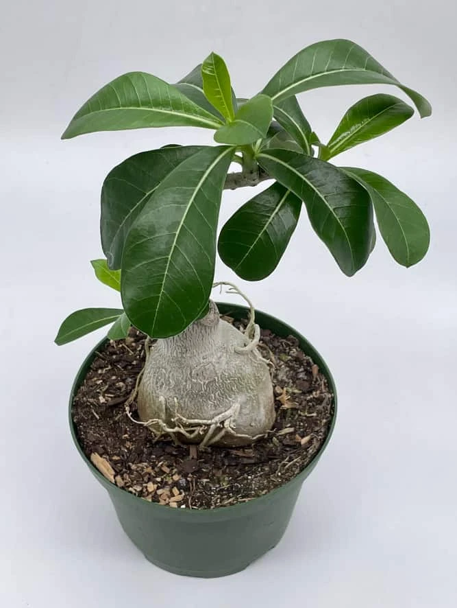 Desert Rose, 6 Inch Pot, Adenium Obesum, Very Round Pot Belly Stump - Image 4