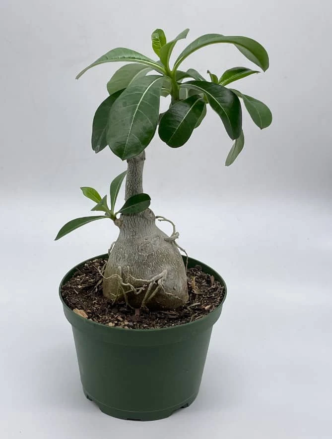 Desert Rose, 6 Inch Pot, Adenium Obesum, Very Round Pot Belly Stump - Image 3