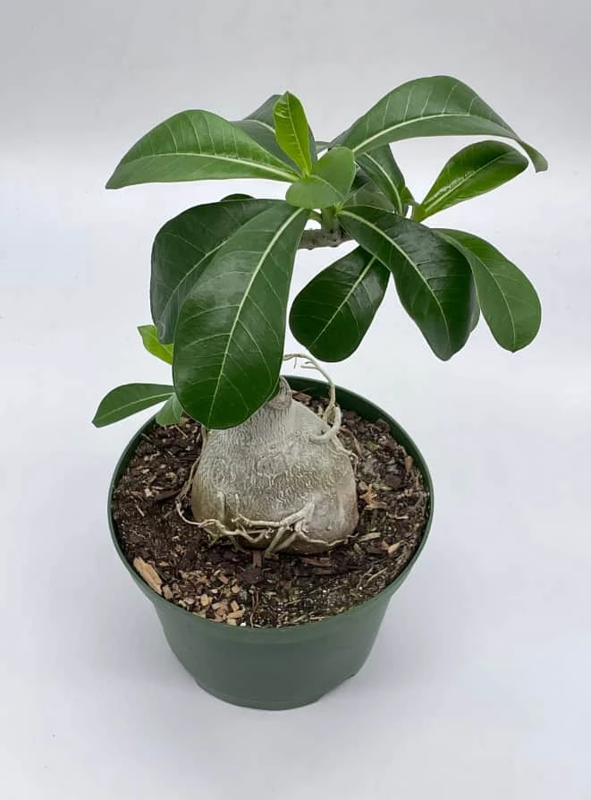 Desert Rose, 6 Inch Pot, Adenium Obesum, Very Round Pot Belly Stump - Image 2