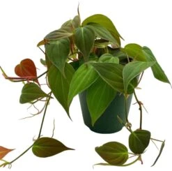 Philodendron Micans Hederaceum, 4 Inch, Heart-Leaf Philo, Sweetheart Plant