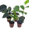 Calathea Assortment Set, 2 Inch Pots, 5 Different Prayer Plants, Variety Gift, Pet Friendly Indoor Low Light