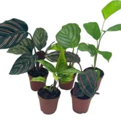 Calathea Assortment Set, 2 Inch Pots, 5 Different Prayer Plants, Variety Gift, Pet Friendly Indoor Low Light