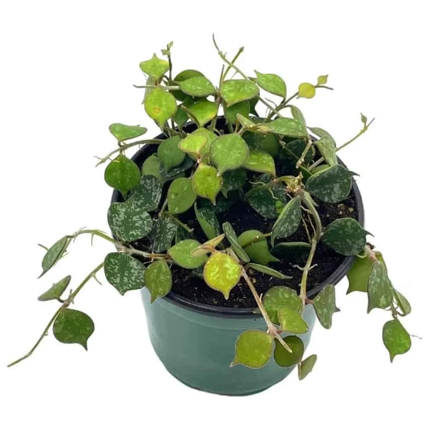 Hoya Curtisii, Very Rare Limited Live Plant, Super Filled In 4 Inch Pot