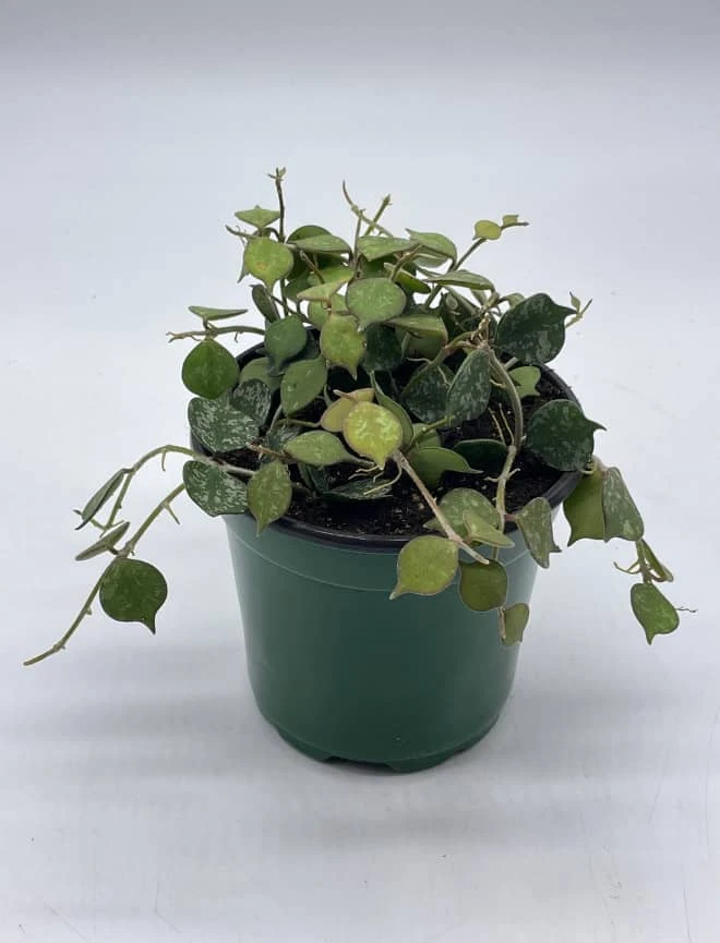 Hoya Curtisii, Very Rare Limited Live Plant, Super Filled In 4 Inch Pot - Image 5