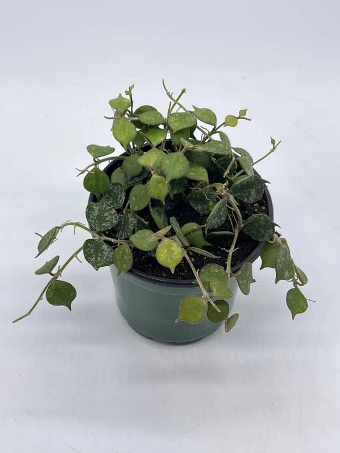 Hoya Curtisii, Very Rare Limited Live Plant, Super Filled In 4 Inch Pot - Image 4