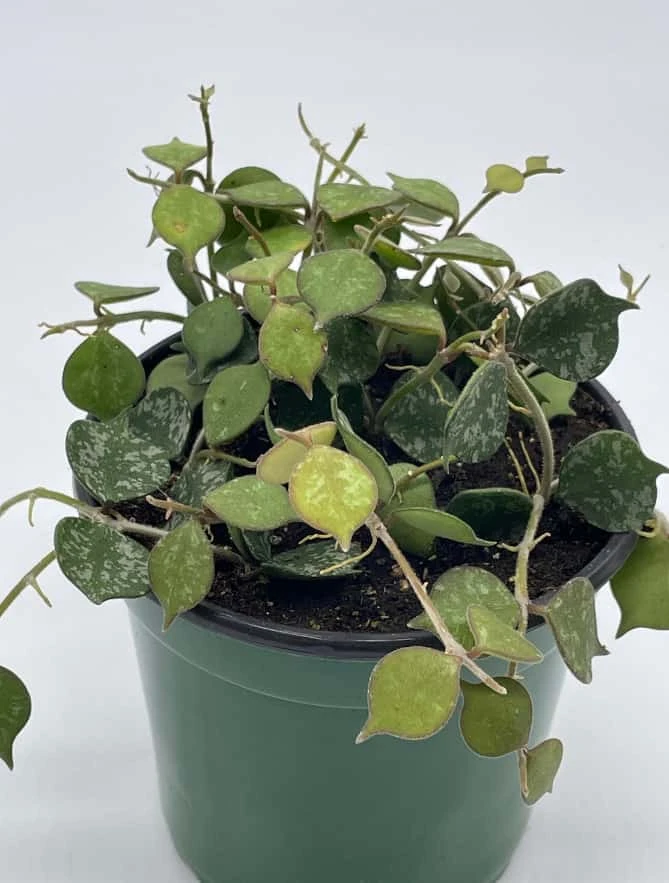 Hoya Curtisii, Very Rare Limited Live Plant, Super Filled In 4 Inch Pot - Image 3