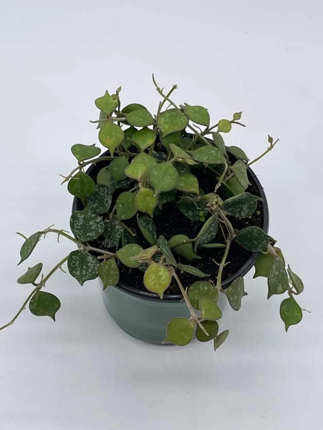 Hoya Curtisii, Very Rare Limited Live Plant, Super Filled In 4 Inch Pot - Image 2