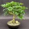 Hawaiian Umbrella Bonsai Tree Exposed Roots (arboricola Schefflera)