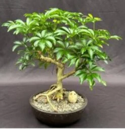 Hawaiian Umbrella Bonsai Tree Exposed Roots (arboricola Schefflera)