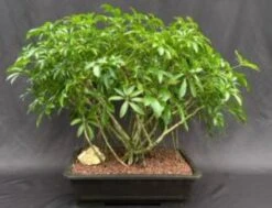 Hawaiian Umbrella Bonsai Tree Banyan Style (arboricola Schfflera)