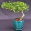 Chinese Flowering White Serissa Bonsai Tree Of A Thousand Stars S