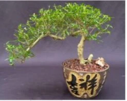 Chinese Flowering White Serissa Bonsai Tree Of A Thousand Stars