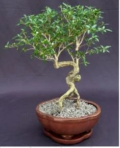 Flowering Mount Fuji Serissa Bonsai Tree With Raised Roots (seris