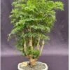 Ming Aralia Bonsai Tree (polyscais Fruticosa)