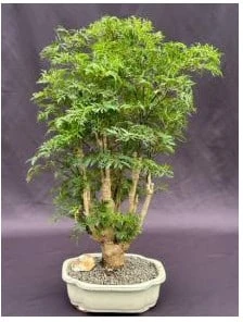 Ming Aralia Bonsai Tree (polyscais Fruticosa)