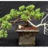 Juniper Bonsai Tree - Trained In Jin Style (juniper Procumbens Na