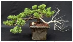 Juniper Bonsai Tree - Trained In Jin Style (juniper Procumbens Na