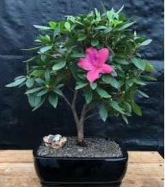 Flowering Tropical Pink Azalea Bonsai Tree (rhododendron 'southe